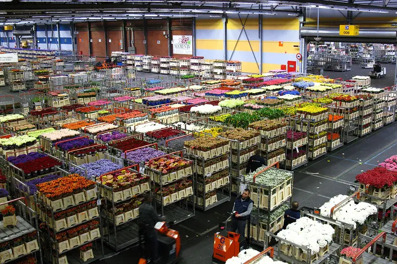 Aalsmeer Flower Auction