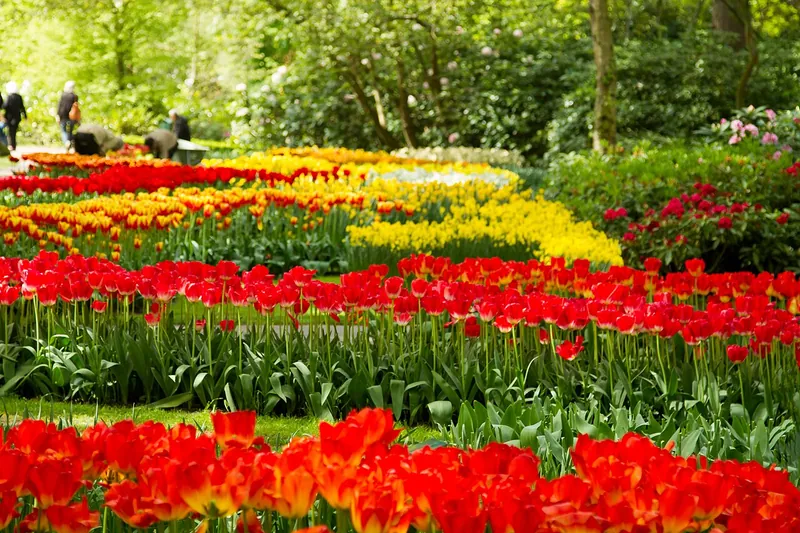 Keukenhof & Tulip Fields